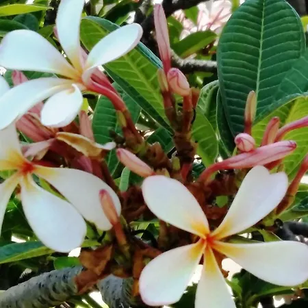 Frangipani Apartament