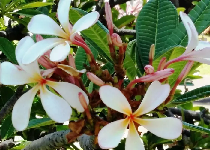 Frangipani Lejlighed
